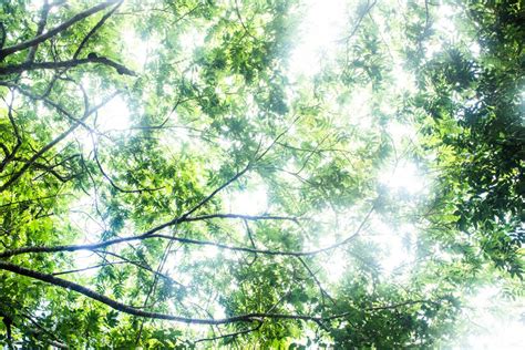 Free Images Tree Nature Branch Sunlight Leaf Green Jungle