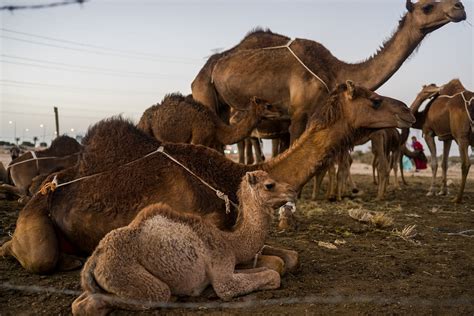 Camel Dessert Nature Free Photo On Pixabay Pixabay