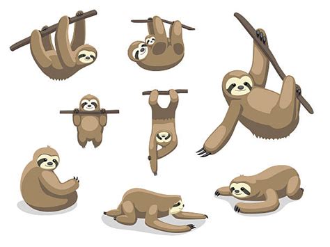 Clipart Sloth 20 Free Cliparts Download Images On Clipground 2024