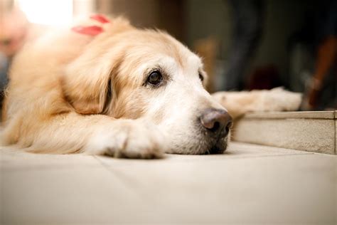 Senior Dog Relief