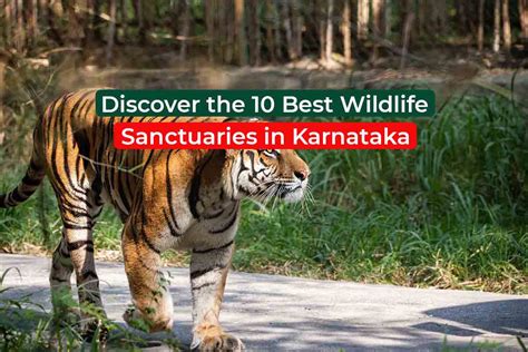 Discover the 10 Best Wildlife Sanctuaries in Karnataka