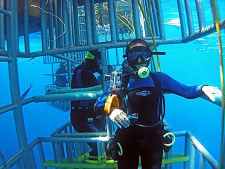 About Cage Diving with Sharks