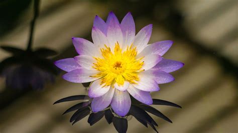 Download Wallpaper 2560x1440 Lotus Water Lily Flower Petals