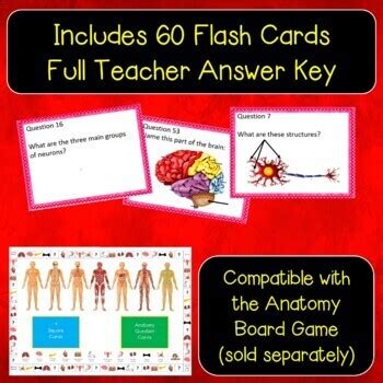 Nervous System Flash Cards By The Science Hedgehog Tpt