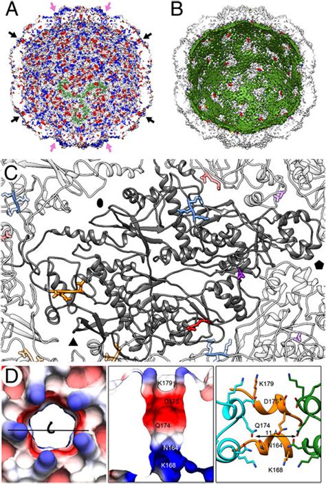 Pcv Cp Dsrna Interactions And Pore Structure A Pcv Capsid Inner Download Scientific Diagram