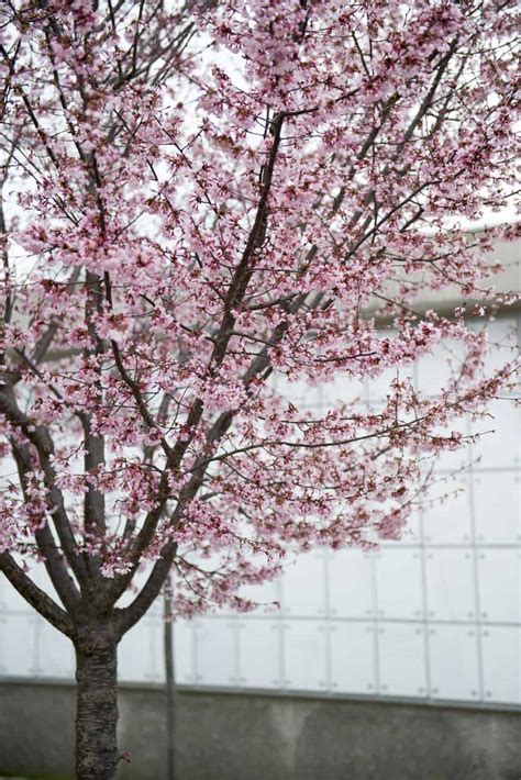 20 Great Flowering Trees For Ohio (by color) - ProGardenTips