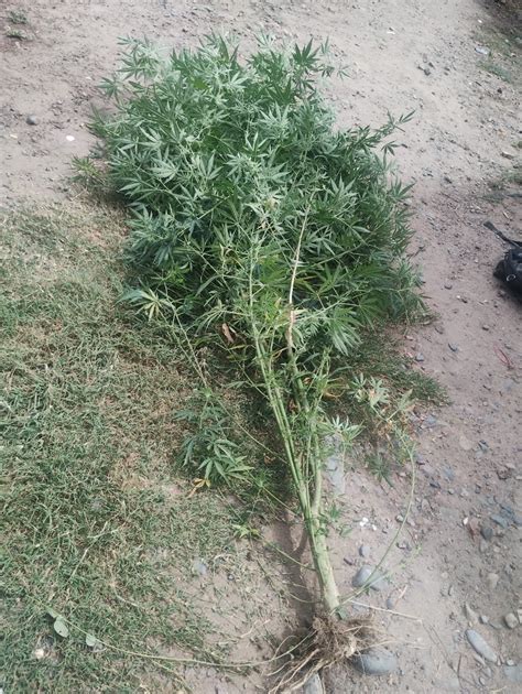 Recuperaron Elementos Robados Y Secuestraron Marihuana En Tupungato 8