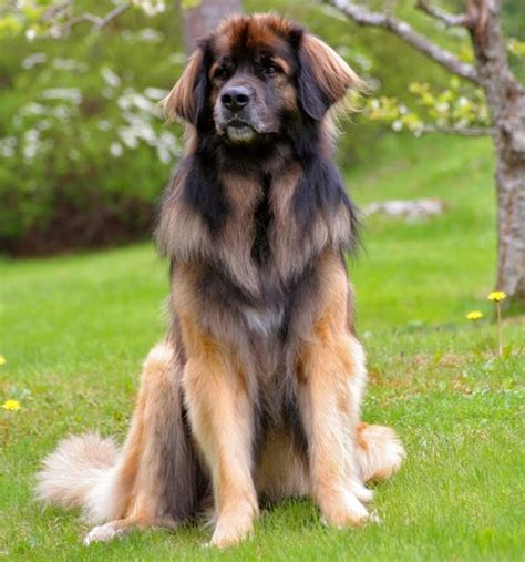 15 Types of Large Dog Breeds with Pictures