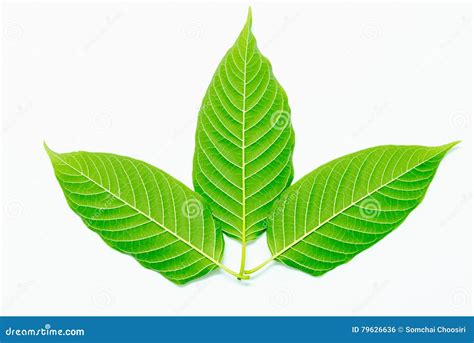 Mitragyna Speciosa Stock Photo Image Of Break Diabetes 79626636