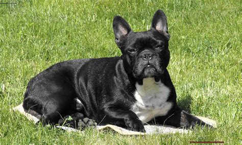 Why are French bulldogs called French? – Allfrbulldogs.com