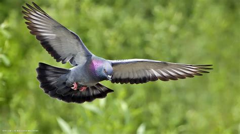 pigeon bird flying hd widescreen wallpaper / birds backgrounds