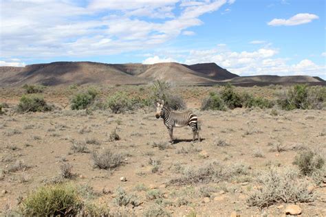 Karoo National Park - A Wildlife Lover's Dream - Cape Tourism