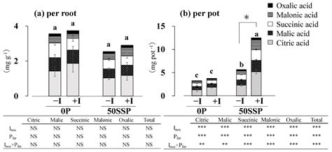 Rhizobium Inoculation Improved The Rhizosphere P Dynamics And P Uptake