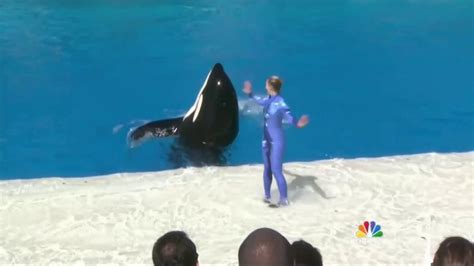 Seaworld Phasing Out ‘shamu Killer Whale Show In San Diego Nbc News