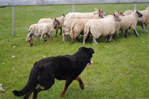 Accueil Elevage Des Bergers Du Desert Eleveur De Chiens Berger De