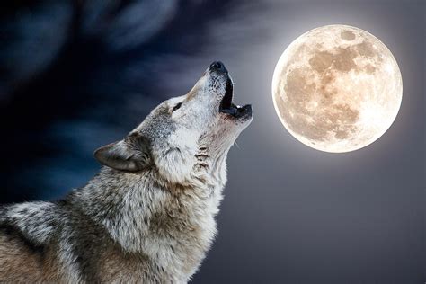 First Full Moon Of 2024 Is Januarys Wolf Moon