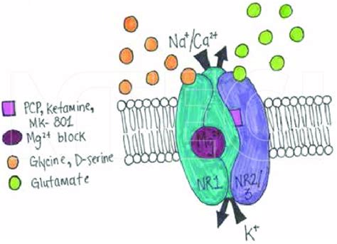 Schematic Diagram Depicting A Nmda Receptor Complex Glutamate Binds At