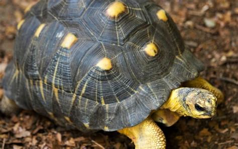 Radiated Tortoise - Roger Williams Park Zoo