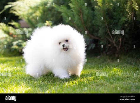 dog, puppy of breed Pomeranian spitz of white color playing on a green ...