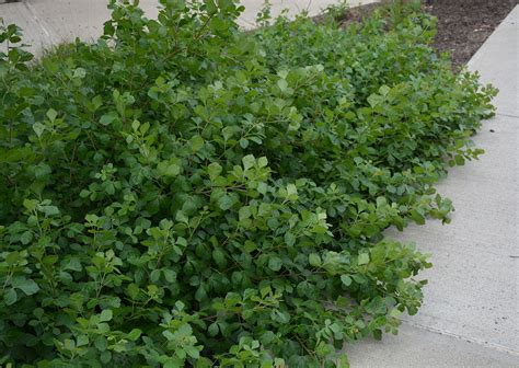 Fragrant Sumac Gro Low Plant Profile Sylvan Gardens Landscape