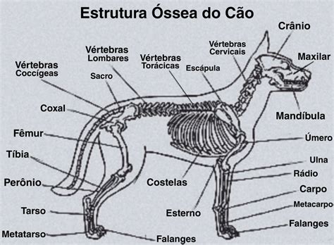 Anatomia Estrutura Ssea Do C O Medicina Veterin Ria