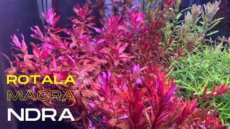 Rotala Macrandra Mini Pink YouTube