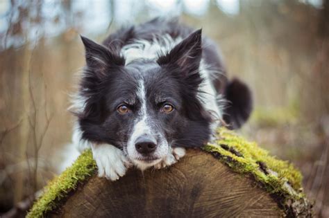 Gu A Completa De Cuidados Para Border Collies Todo Lo Que Necesitas