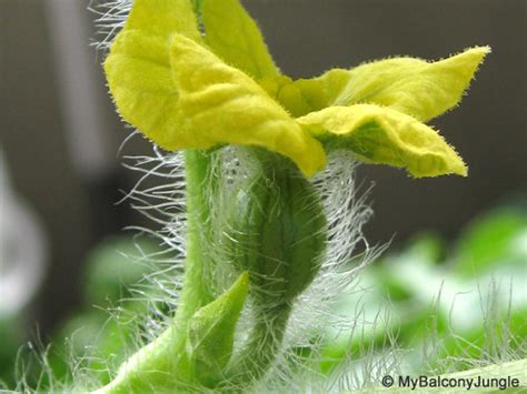 Hand Pollination Of Watermelon Flowers