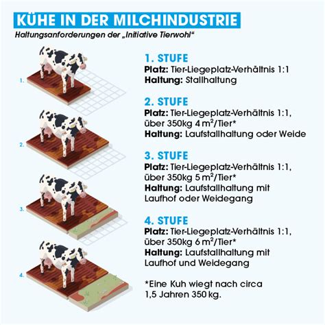 Rinderhaltung Wie Werden Rinder F R Fleisch Milch Gehalten