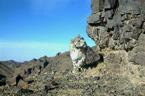 Snow leopards in Mongolia - People's Trust for Endangered Species