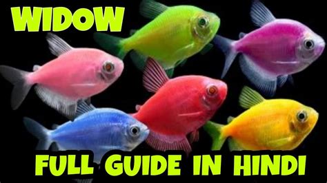 WIDOW TETRA A Z FULL GUIDE IN HINDI WIDOW FISH BREEDING WIDOW TETRA