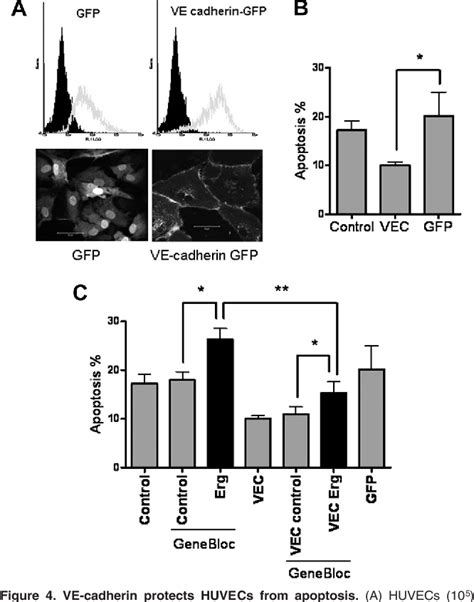 Figure From Transcription Factor Erg Regulates Angiogenesis And