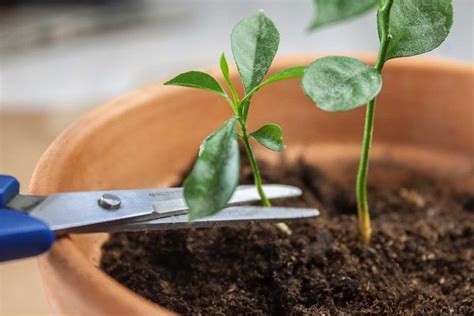 Orange Seedling