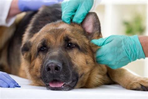 Croste Sulla Pelle Del Cane Cause E Sintomi