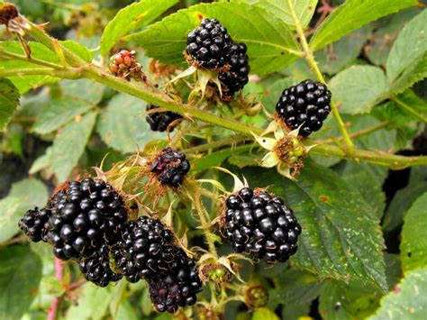Ежевика — растение-целитель на даче | Plantas, Moras, Flores