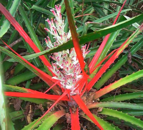 Bromelia Opieka Domowa Przesadzanie I Rozmna Anie Gatunki