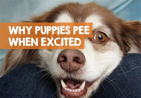 Why Do Puppies Pee When Excited Or Scared How To Stop