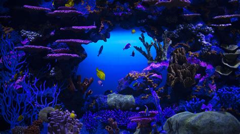 Coral Reef Stones Schooling Of Fish Underwater K Hd Nature Wallpapers