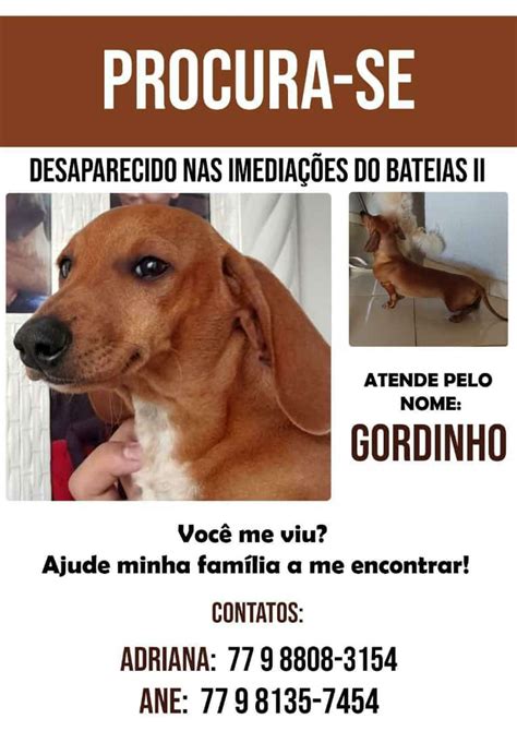 Utilidade P Blica Procura Se Cachorro Desaparecido Em Conquista Blog