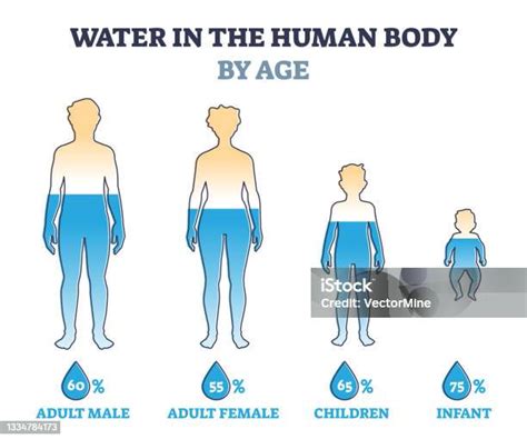 Qual A Porcentagem De Água No Corpo De Uma Criança - Vetores de Água No Corpo Humano Por Idade Como Comparação Percentual No ...