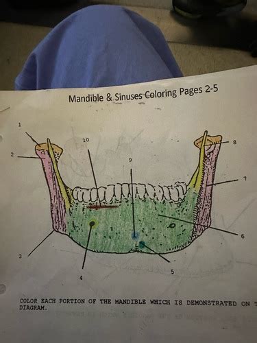 Mandible And Sinuses Labeling Flashcards Quizlet