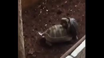 Turtle Fuck XVIDEOS