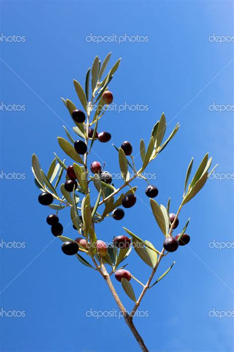 Black Olive Tree Stock Photo By ©312010 16489133