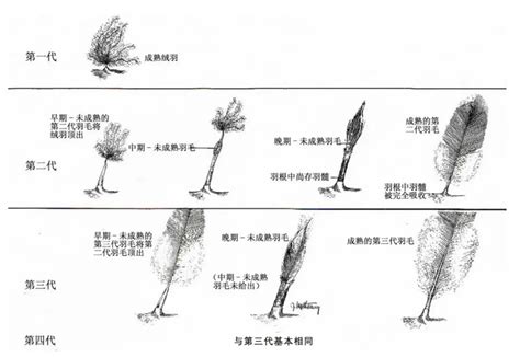 羽绒服有鸭绒、鹅绒，为什么没有“鸡绒”？ 八阕