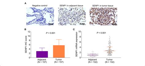 Senp Expression In Patients With Surgical Nsclc Receiving Adjuvant