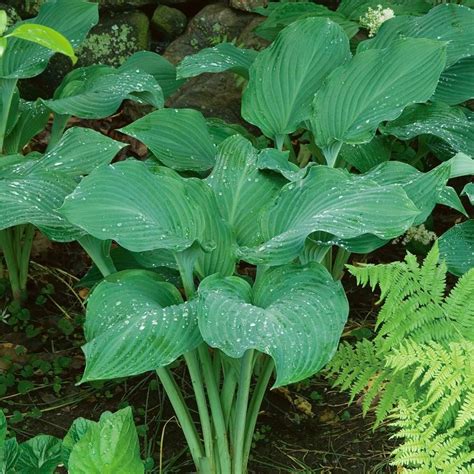 Emerald Isle Hosta Collection White Flower Farm