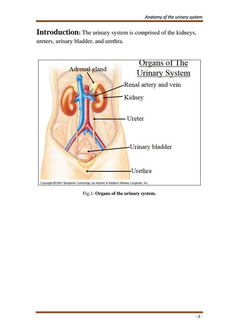 Solution Urinary System Module Anatomy Studypool