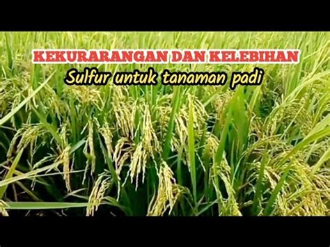 Manfaat Belerang Untuk Tanaman Padi Youtube