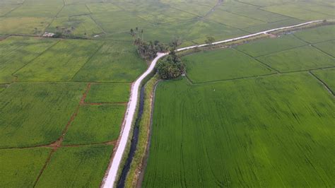 Aerial view green paddy field 8608249 Stock Video at Vecteezy