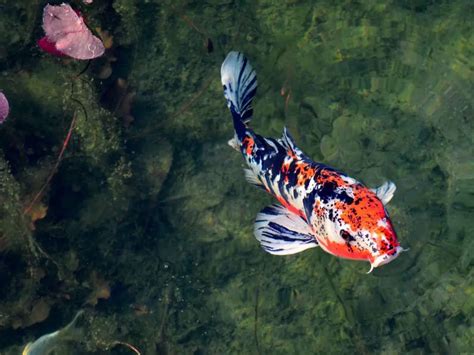 Koi Carp Pox Treatment And Prevention Guide Expert Advice For This Pesky